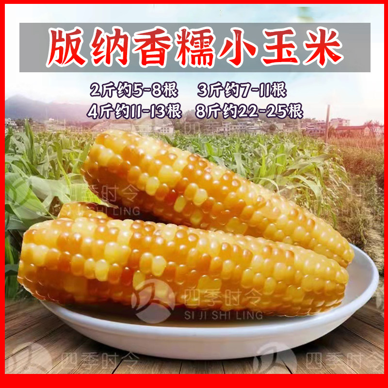 四季时令版纳香糯小玉米真空包装