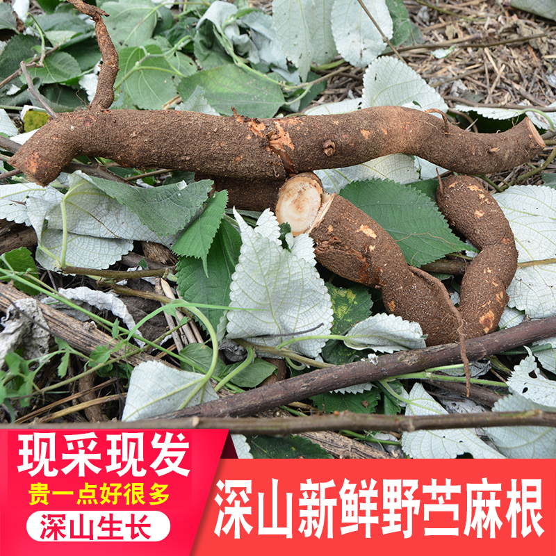 苎麻根新鲜现采新鲜药材中药材