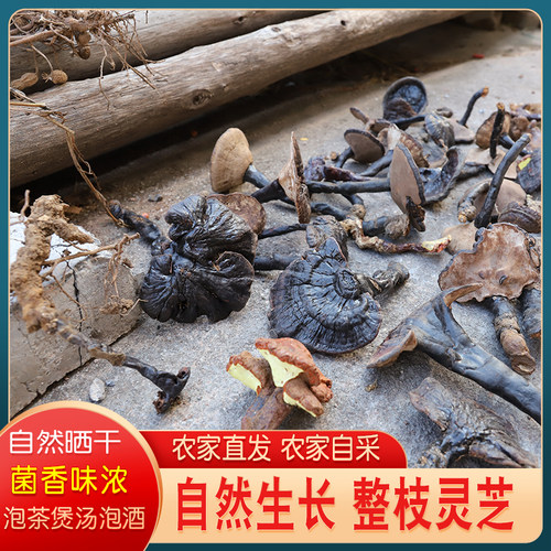 紫灵芝整枝灵芝农家深山生长紫芝