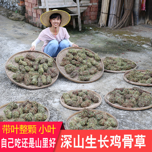 深山鸡骨草养肝煲汤料鸡骨草带叶