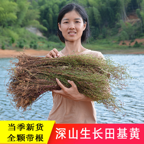 深山农家田基黄地耳草无硫药材