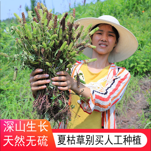 深山生长夏枯草猫爪草凉茶全颗