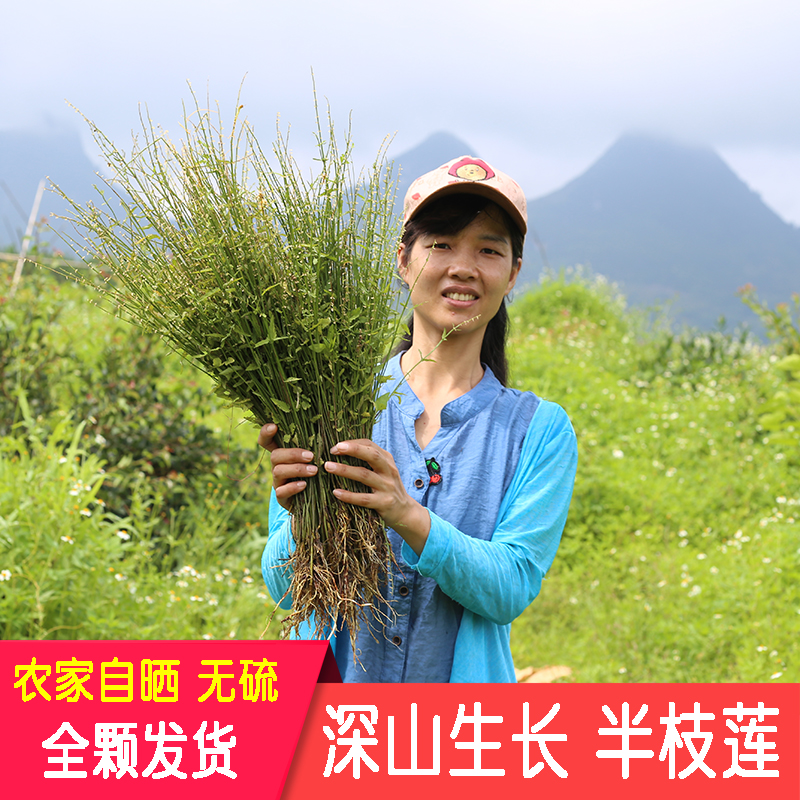 半枝莲深山无硫药材农家新鲜晒全颗并头草韩信草赶山鞭牙刷草正宗