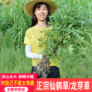 深山仙鹤草农家晒干无硫西洋龙芽草整颗带根龙牙草脱力草狼牙草药