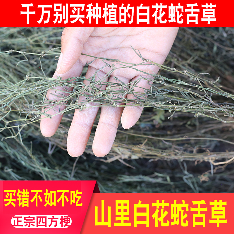 深山乌骨白花蛇舌草整颗半枝莲
