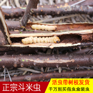 正宗深山斗米虫现采新鲜10条虎刺狼虫云实蛀虫带树枝鸟不踏刺虫子