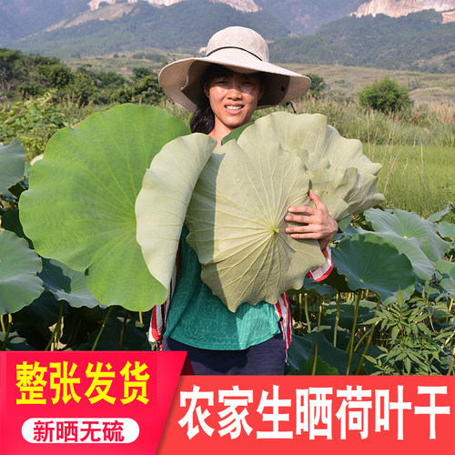 无硫食用另售营养药材干荷叶片