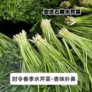 安徽安庆桐城特产野生水芹菜新鲜采摘蔬菜农家自种现挖时令蔬菜