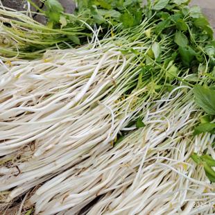 安徽芹菜芽安庆石牌芹菜芽农家土培白芹水芹新鲜芹菜芽当日现挖
