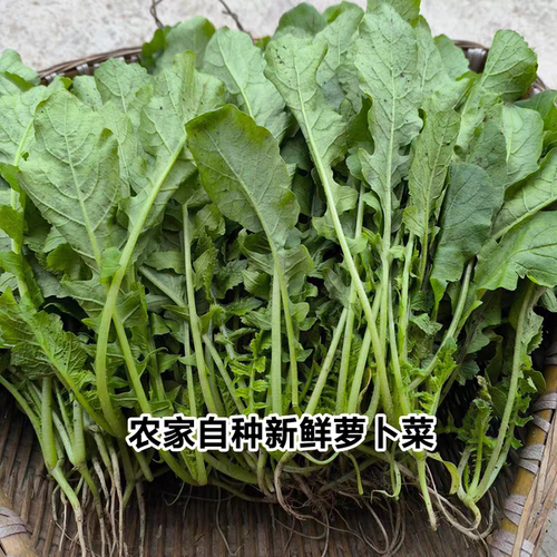 农家新鲜白萝卜菜萝卜梗当季蔬菜白萝卜叶子白萝卜缨子嫩萝卜苗