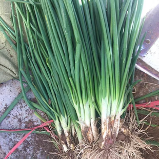 安庆农家新鲜香葱现挖现发露天霜冻香葱新鲜香葱安徽分葱新鲜蔬菜