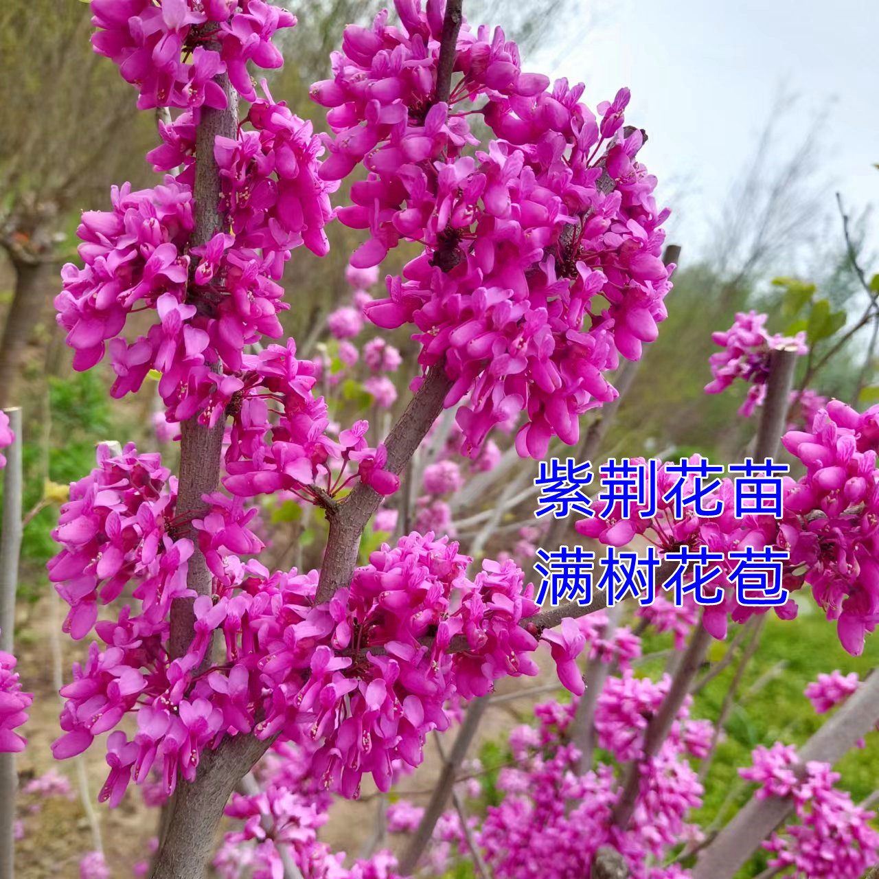 四季丛生盆栽南北方种植紫荆树苗