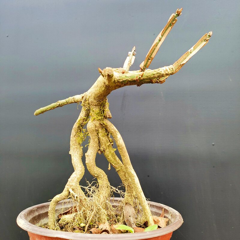 卫矛鬼箭羽栓翅卫矛观叶观果小微型盆景盆栽阳台书房庭院茶几摆放