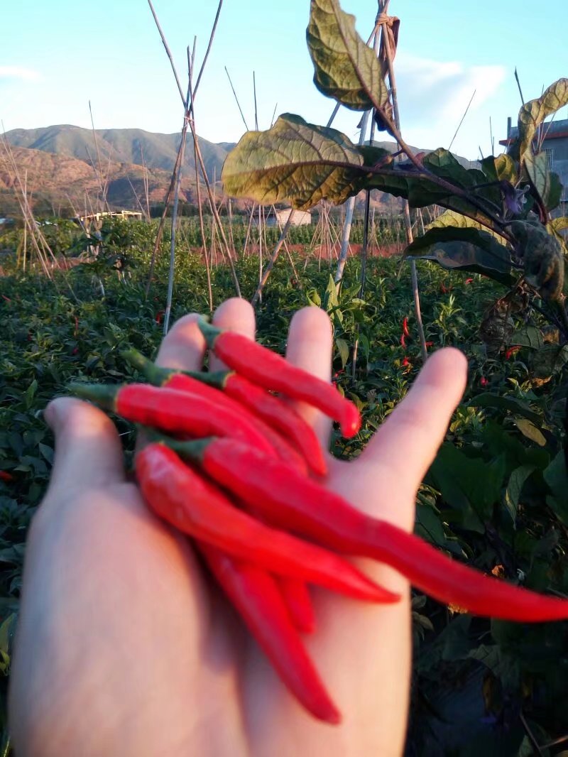 3斤包邮云南新鲜蔬菜山椒小米辣