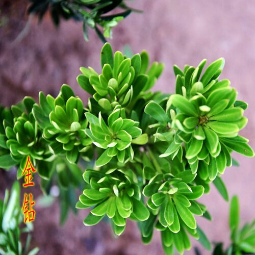 金钻罗汉松树苗 菊花芯红芽珍珠金丝红四季红 黑珍珠四季常青绿植 - 封面