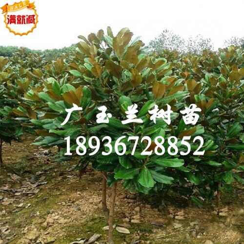四季常青广玉兰荷花玉兰树苗