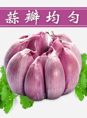 甘肃民乐紫皮大蒜2019年新蒜农家自产蒜头辣味足5斤包邮