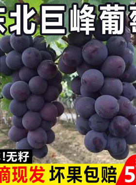 现摘东北巨峰葡萄无籽黑提辽峰新鲜当季孕妇整箱水果5斤顺丰包邮