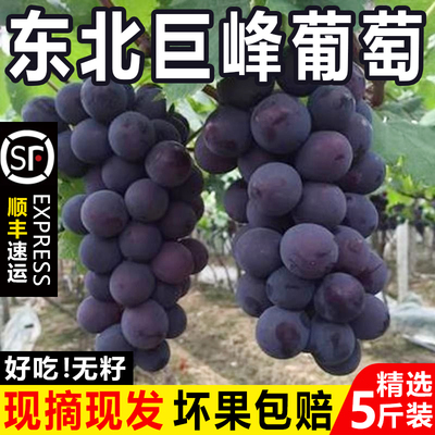 现摘东北巨峰葡萄无籽黑提辽峰新鲜当季孕妇整箱水果5斤顺丰包邮