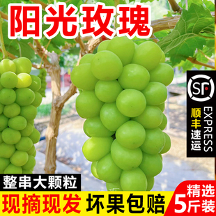 新鲜阳光玫瑰葡萄青提现摘无籽晴王葡萄香印青提提子新鲜当季