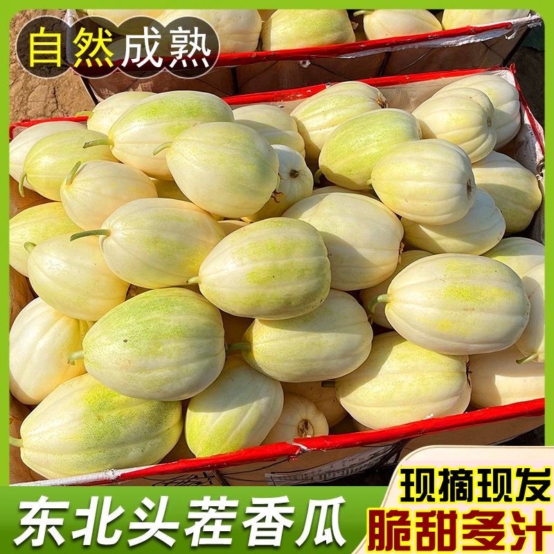 东北香瓜脆瓜新鲜应季孕妇水果现摘京密小甜瓜蜜瓜整箱白糖罐5斤