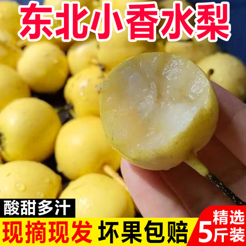 东北特产小香水梨新鲜水果软糯多汁应季水果非南果梨5斤整箱包邮