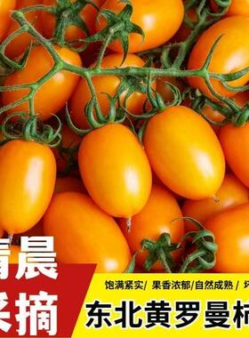 东北黄罗曼柿子小番茄沙瓤奶香黄西红柿现摘现发甜橙色水果柿子