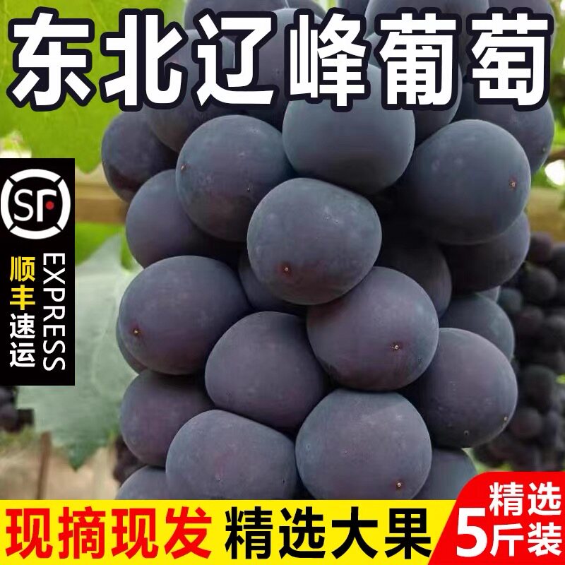 东北辽峰葡萄无籽黑提非巨峰葡萄当季孕妇新鲜水果人工精选大果