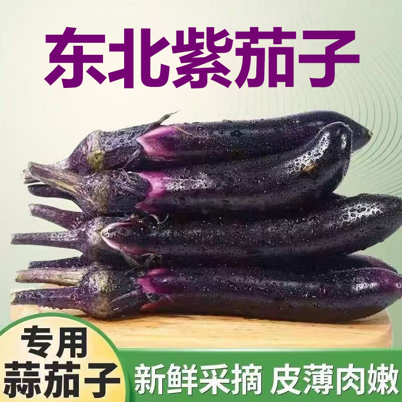 东北黑裤紫把小茄子腌制蒜茄子生吃小茄子新鲜应季水果茄子现摘