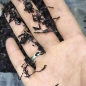海小吴新福建霞浦二水头短碎紫菜干货无沙500g 包邮 高馄饨扁食肉片
