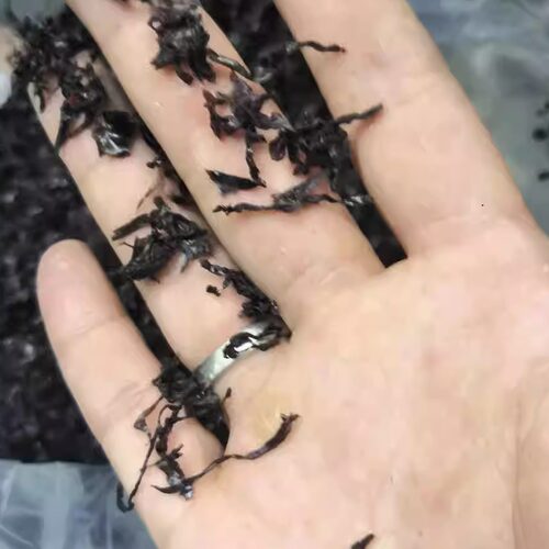 海小吴新福建霞浦二水头短碎紫菜