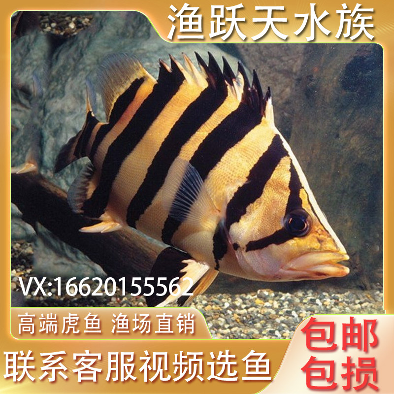 苏门答腊虎鱼活体印尼四纹虎苏虎三纹虎鱼大型热带观赏鱼龙鱼配鱼