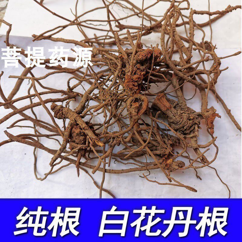 广西野生白花丹根中草药百花丹根头中药材一见消根头白雪花跟新货