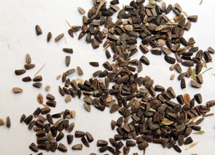 中药材茺蔚子益母草籽苦草子茺玉子茺卫子中草药500g克包邮