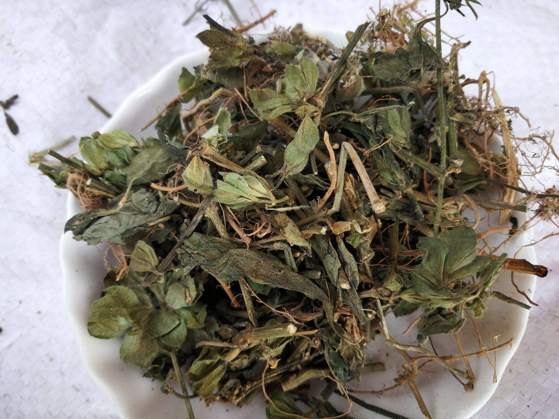 六角英中草药狗肝菜中药材路边青青蛇仔少年红羊肝菜500g克包邮