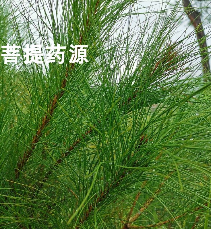 中药材松针500克 新鲜松树叶 现卖现摘 生鲜松针叶 可泡水泡茶