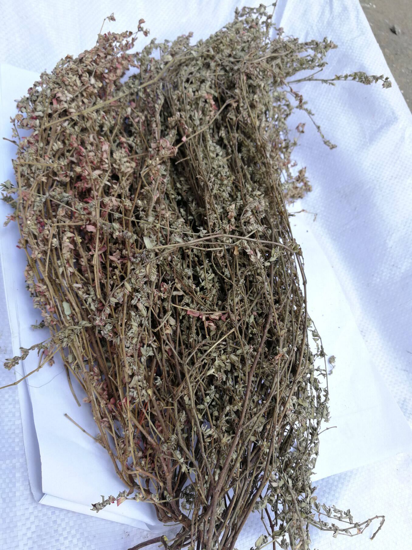 正宗地锦草500克包邮一斤 中草药材奶草 血见愁 血风草 铺地草