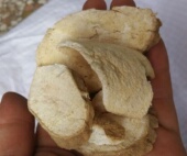 可磨粉 新鲜晒干见肿消章柳根牛大黄山萝卜 中药材商陆500g克 包邮