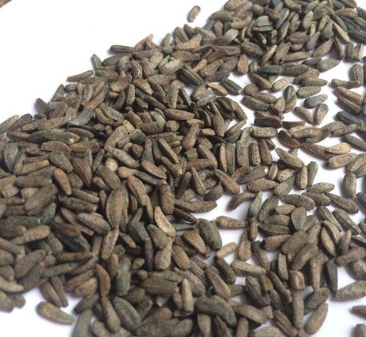 中药材牛蒡子500g克 免邮 牛蒡子茶 大力子牛旁子牛膀子 可打磨粉