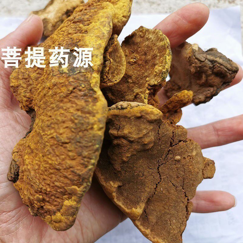 整朵整棵桑树桑黄灵芝茶泡水