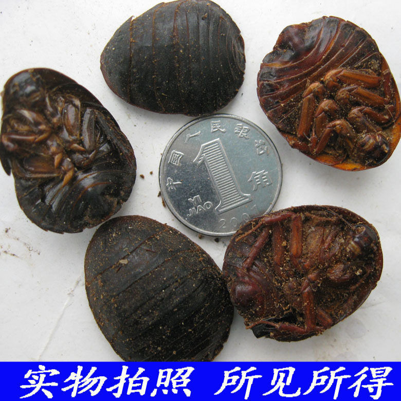 土元中药材土鳖虫 正宗广西地鳖虫土元虫药用蛰虫 新鲜干货500克g