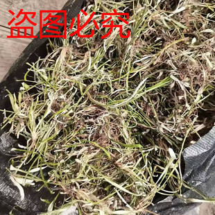 天青地白中草药材小火草金鸡舌新鲜叶下白干货上青下白细叶鼠曲草