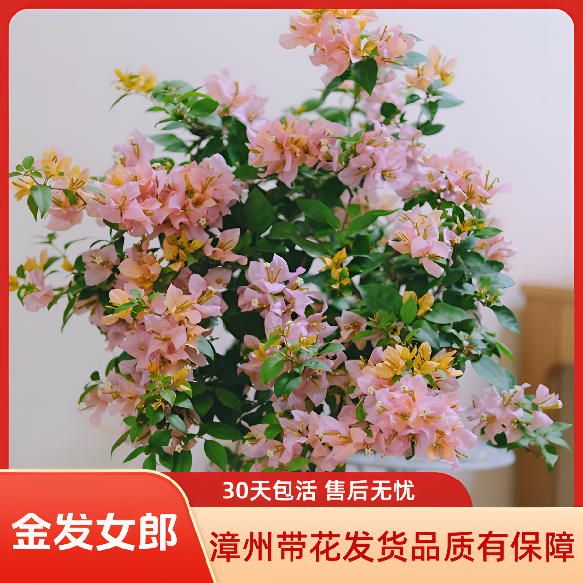 金发女郎大苗老桩高飘棒棒糖