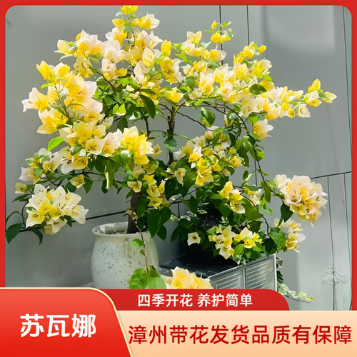 苏瓦娜老桩大苗高飘棒棒糖