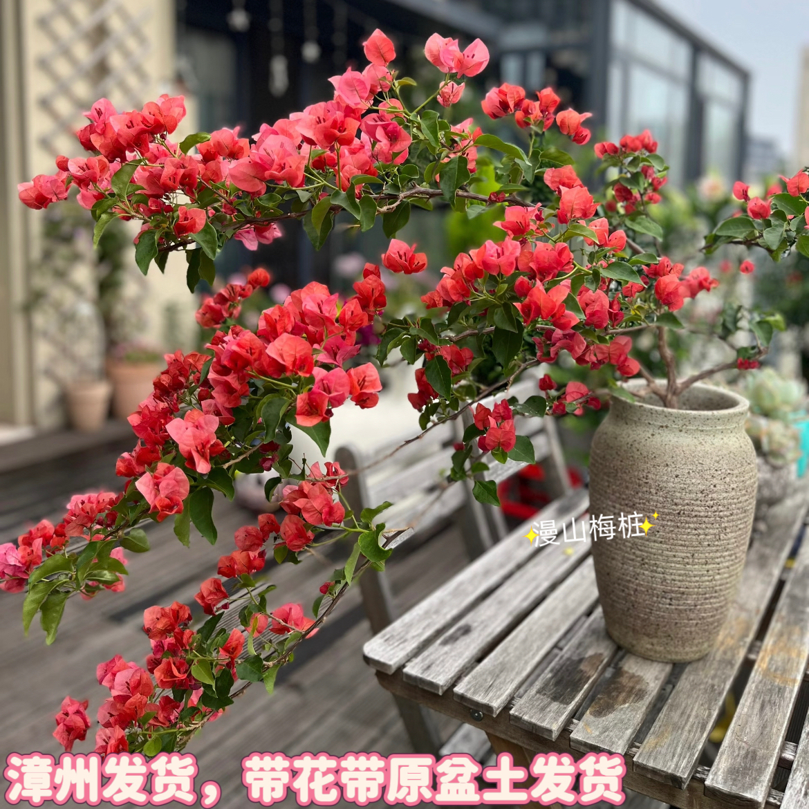 三角梅不甜西瓜大苗多色高飘老桩庭院阳台四季开花带花爬藤盆栽