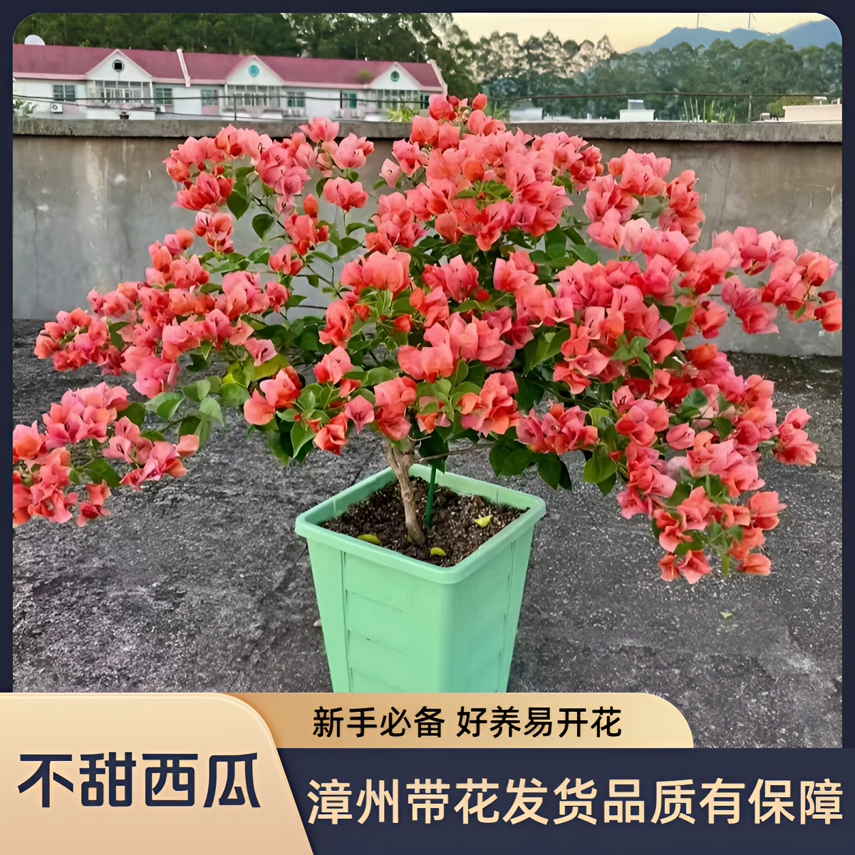 不甜西瓜大苗老桩高飘棒棒糖