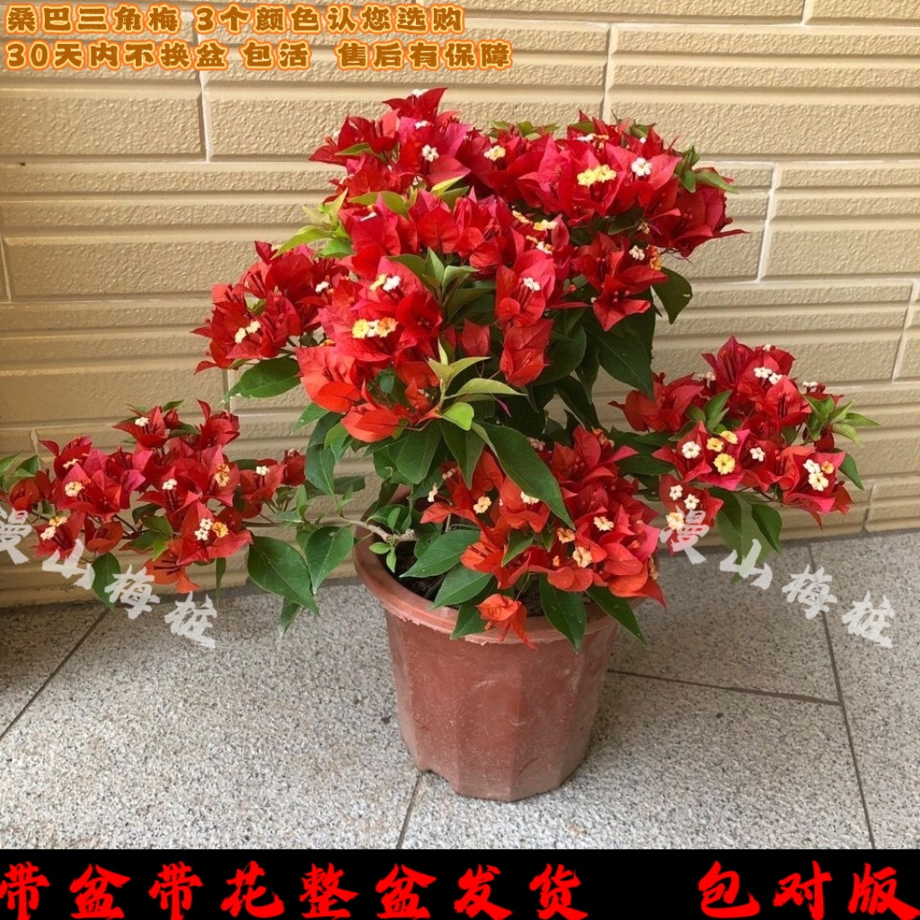 桑巴三角梅 热火桑巴 橙桑巴 紫红桑巴室外阳台四季勤花爬藤植物