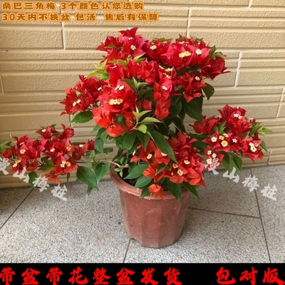 桑巴三角梅 热火桑巴 橙桑巴 紫红桑巴室外阳台四季勤花爬藤植物