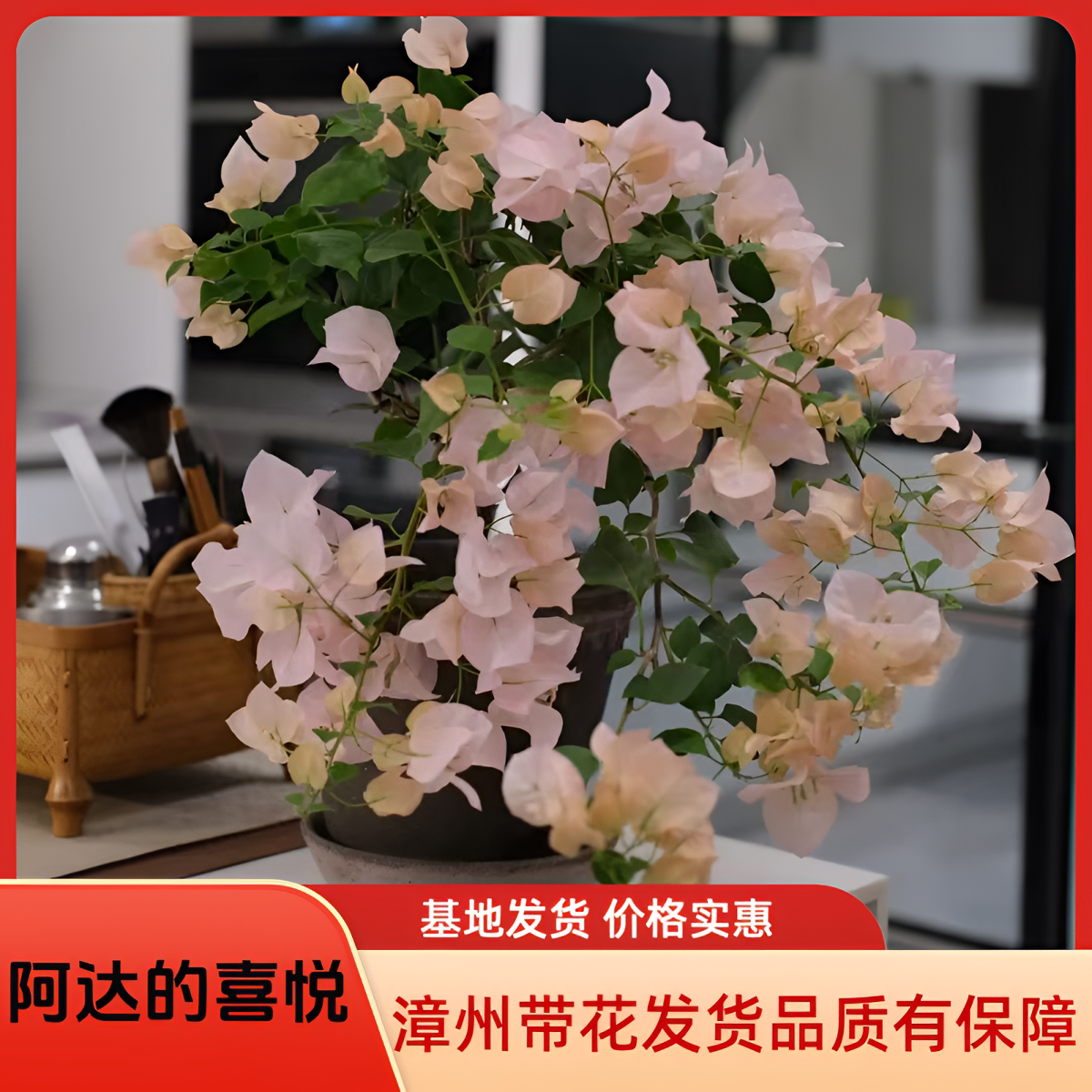 阿达的喜悦大苗老桩高飘棒棒糖