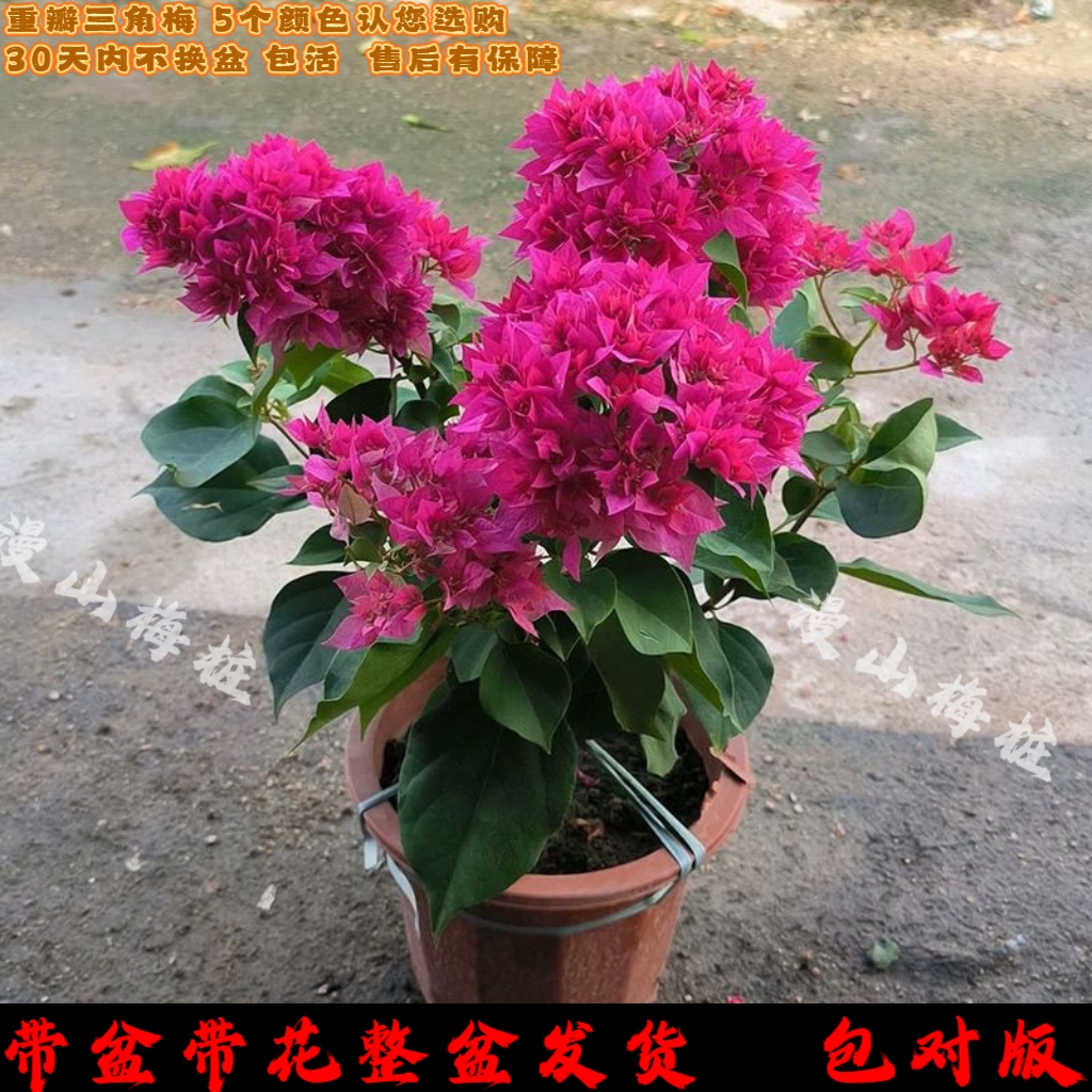 三角梅重瓣五色多年老桩大苗盆栽室外阳台庭院四季勤开花爬藤花卉